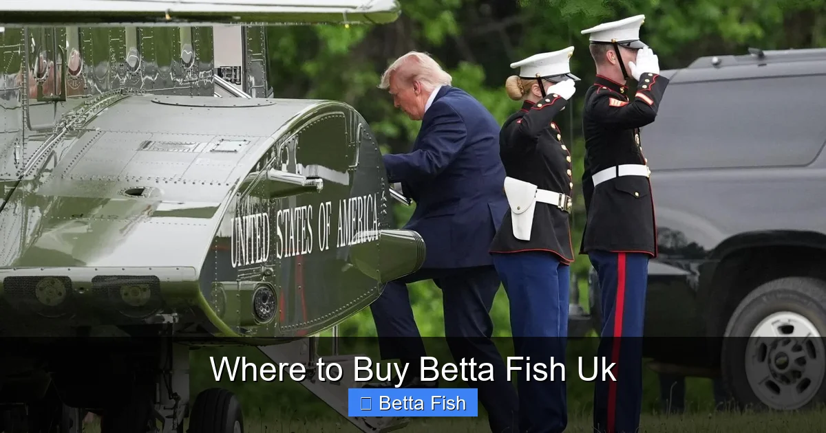 Where to Buy Betta Fish Uk