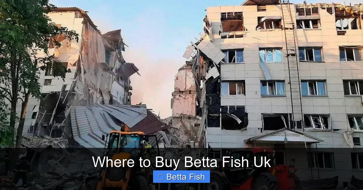 Where to Buy Betta Fish Uk