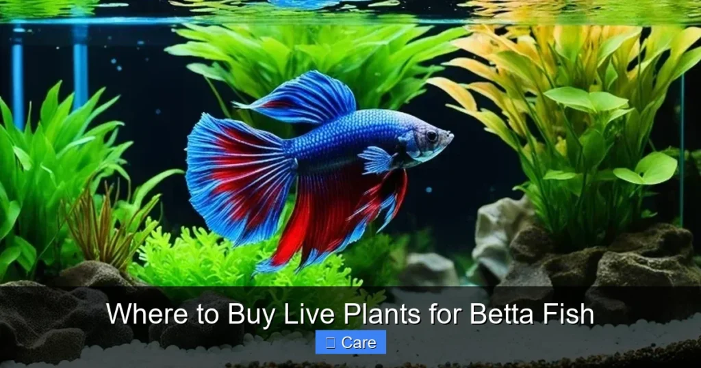 Where to Buy Live Plants for Betta Fish