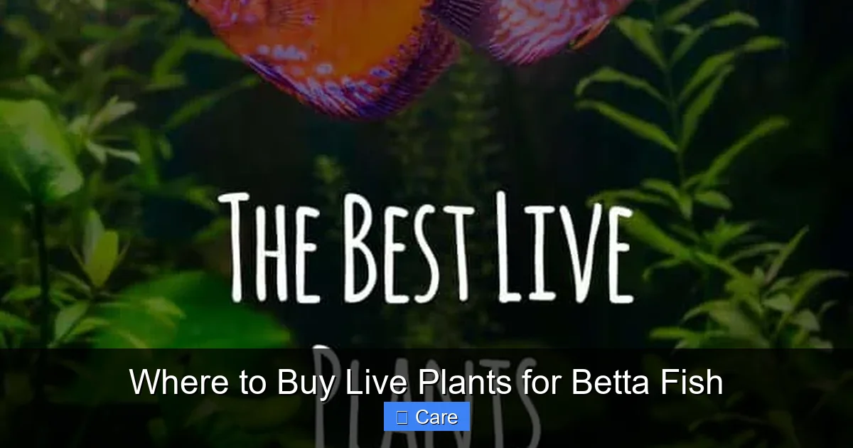 Where to Buy Live Plants for Betta Fish