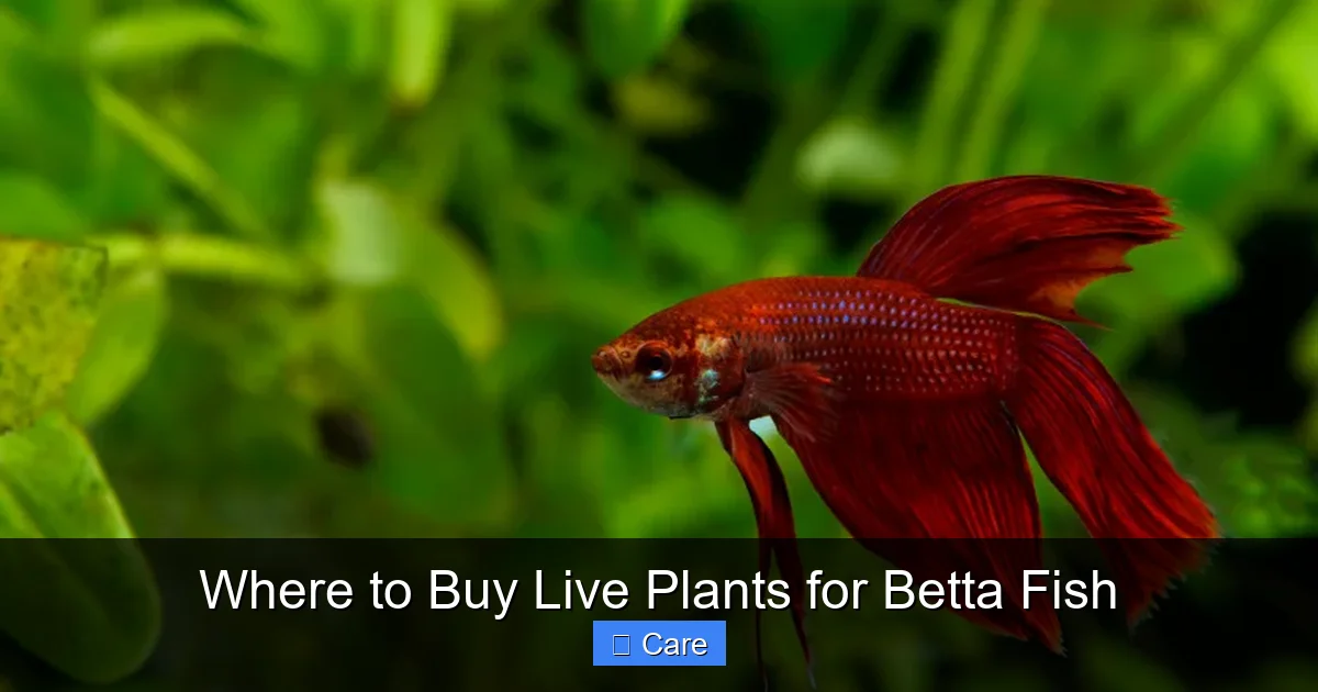 Where to Buy Live Plants for Betta Fish