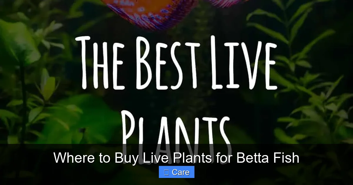 Where to Buy Live Plants for Betta Fish