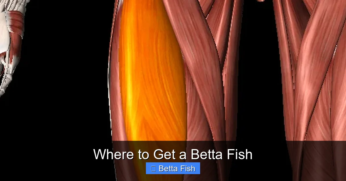 Where to Get a Betta Fish