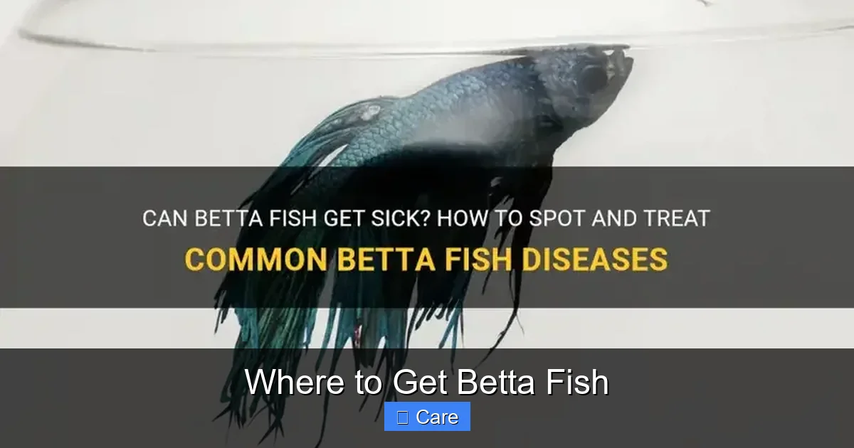 Where to Get Betta Fish