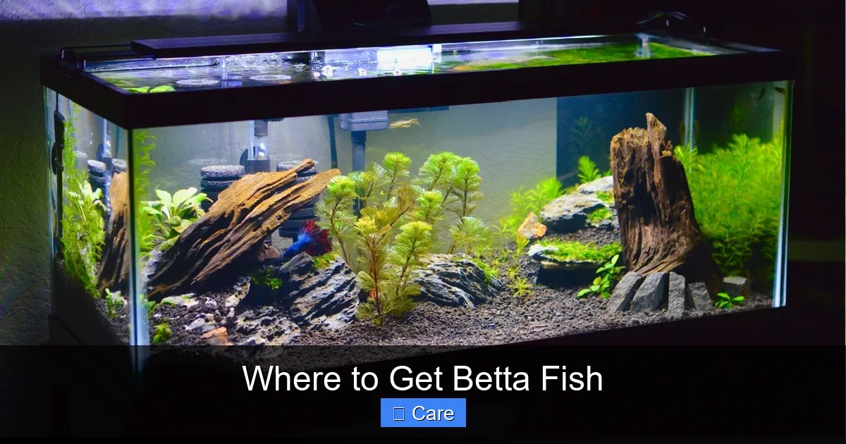 Where to Get Betta Fish