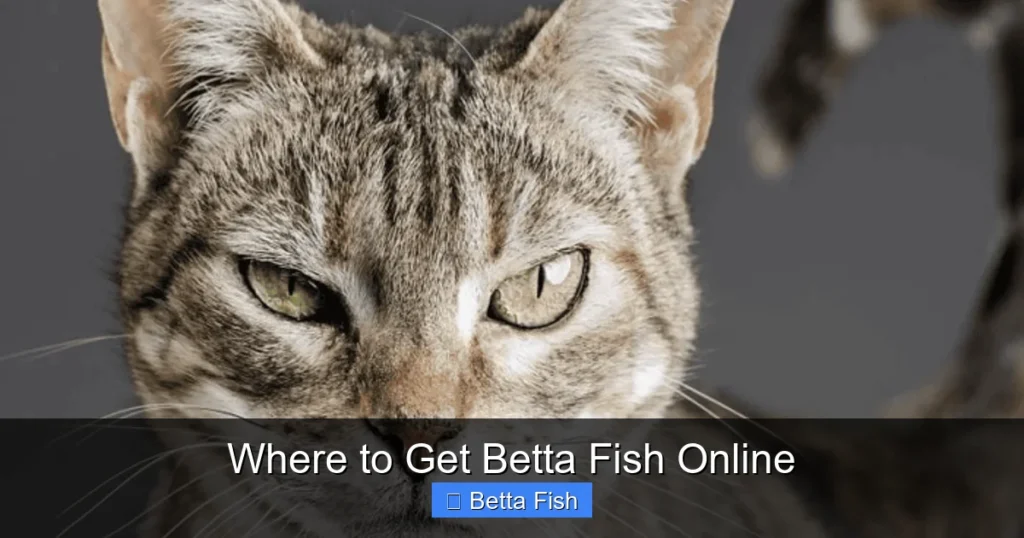 Where to Get Betta Fish Online
