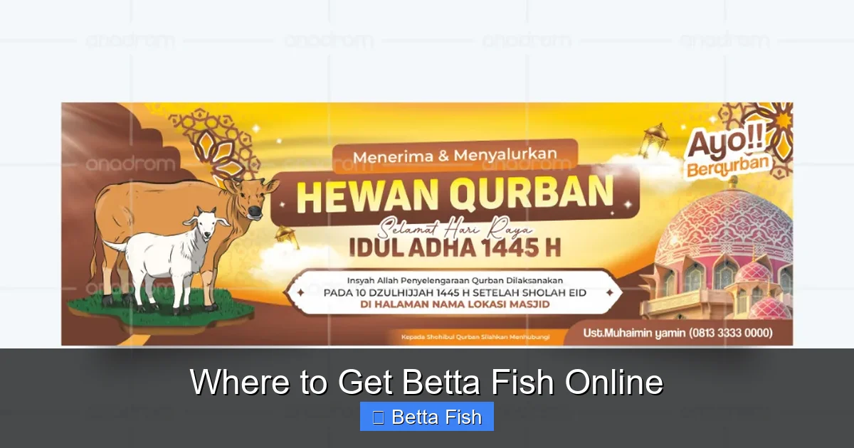 Where to Get Betta Fish Online