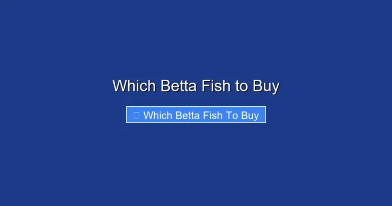 Which Betta Fish to Buy