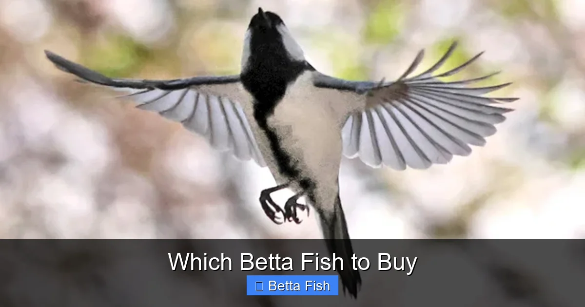Which Betta Fish to Buy