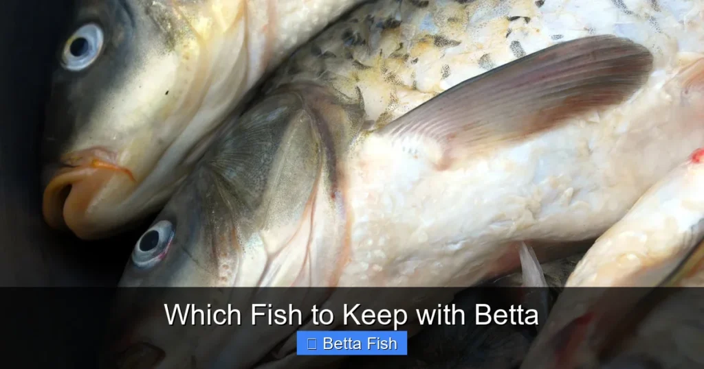 Which Fish to Keep with Betta