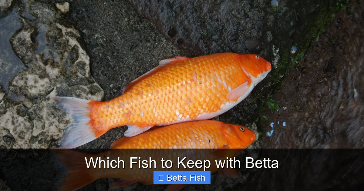 Which Fish to Keep with Betta