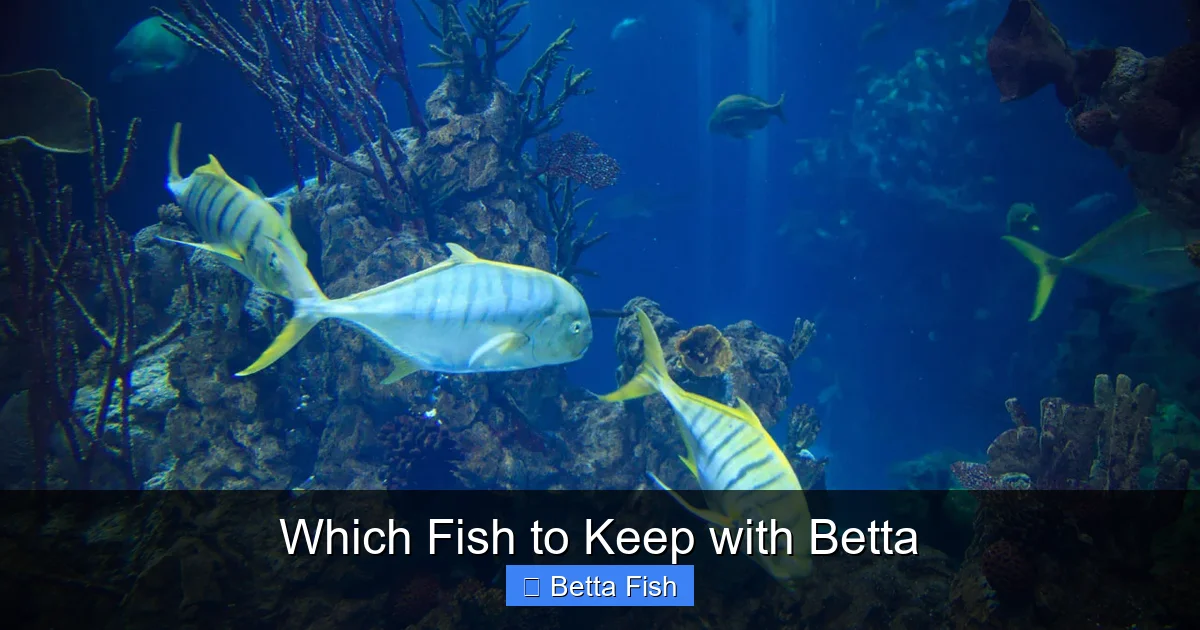 Which Fish to Keep with Betta