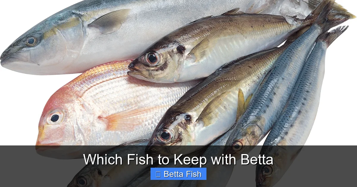 Which Fish to Keep with Betta