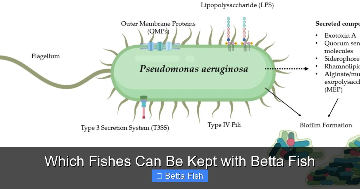 Which Fishes Can Be Kept with Betta Fish