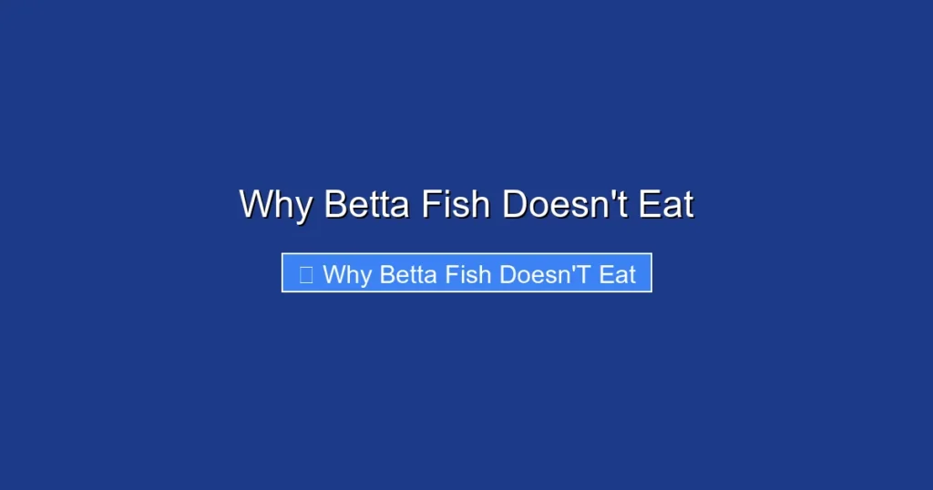 Why Betta Fish Doesn't Eat