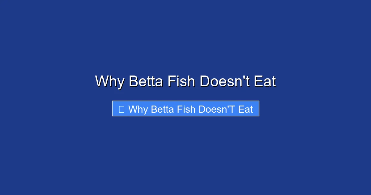 Why Betta Fish Doesn't Eat