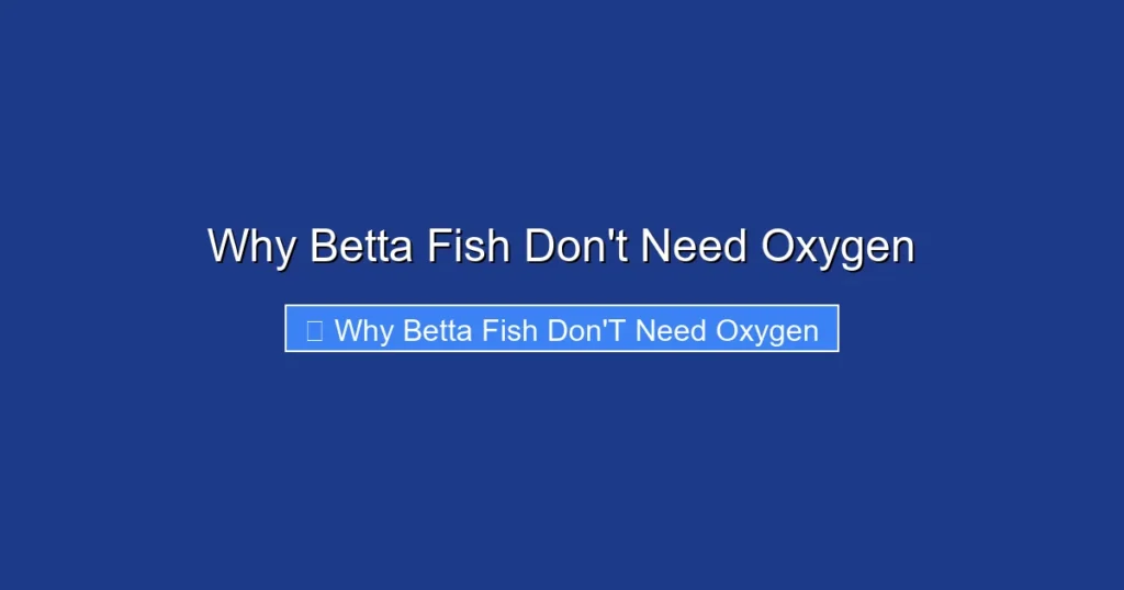 Why Betta Fish Don't Need Oxygen