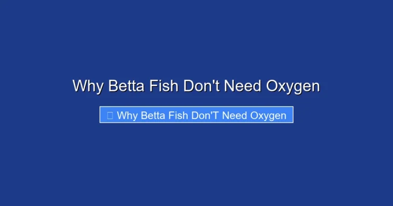 Why Betta Fish Don't Need Oxygen