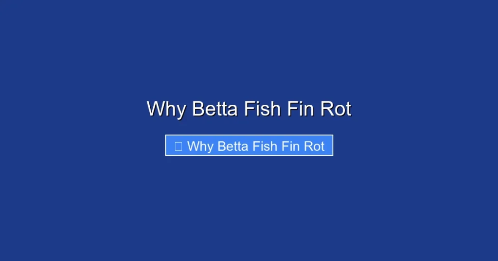 Why Betta Fish Fin Rot