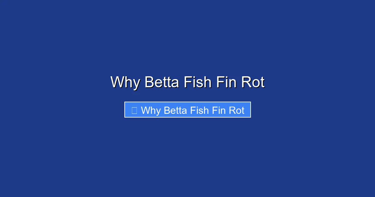 Why Betta Fish Fin Rot