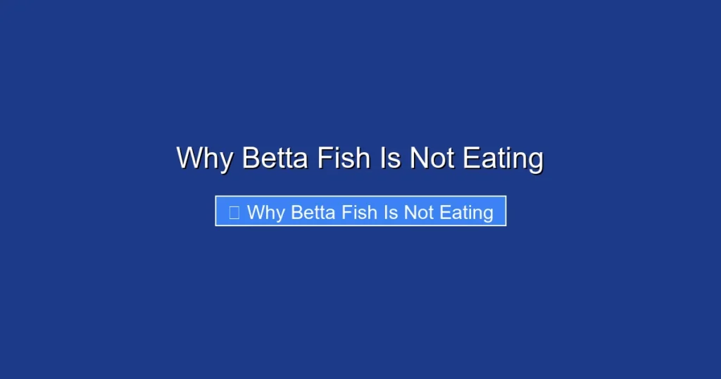 Why Betta Fish Is Not Eating