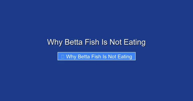 Why Betta Fish Is Not Eating
