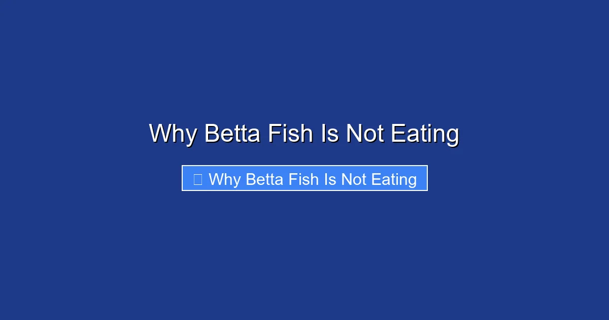 Why Betta Fish Is Not Eating