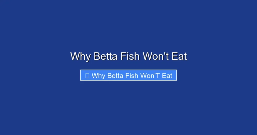 Why Betta Fish Won't Eat