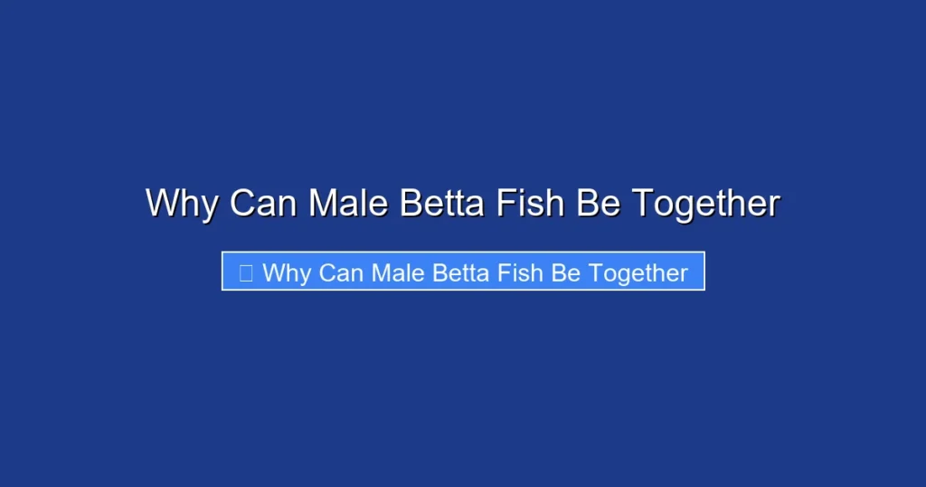 Why Can Male Betta Fish Be Together