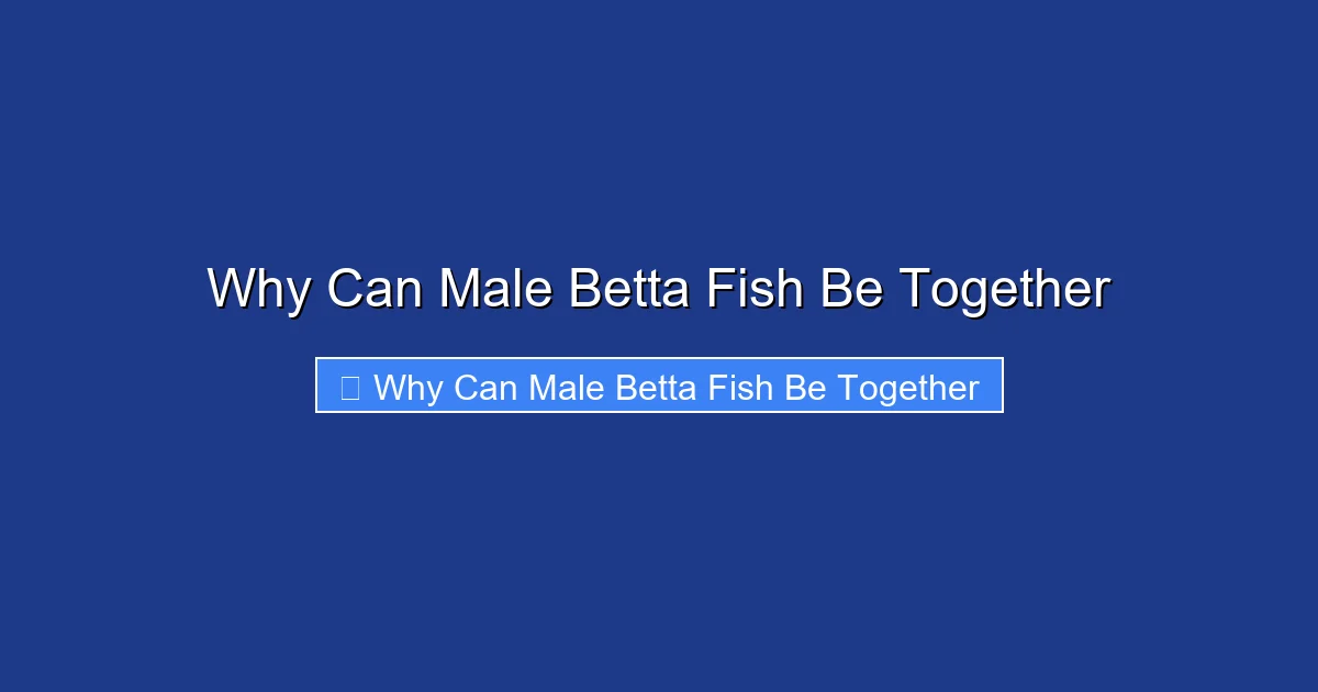 Why Can Male Betta Fish Be Together