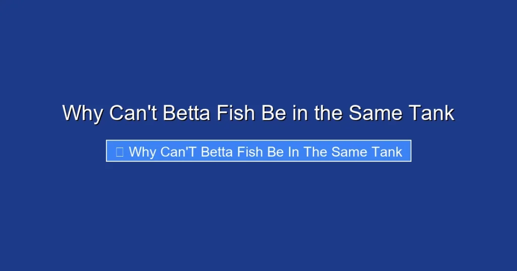 Why Can't Betta Fish Be in the Same Tank