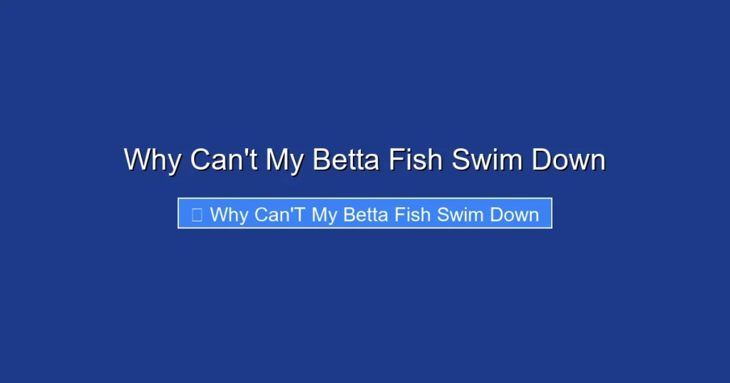 Why Can't My Betta Fish Swim Down