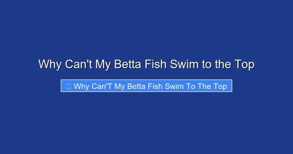 Why Can't My Betta Fish Swim to the Top