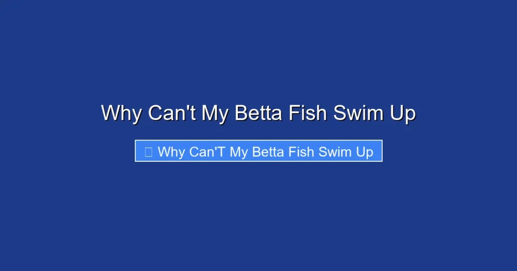 Why Can't My Betta Fish Swim Up
