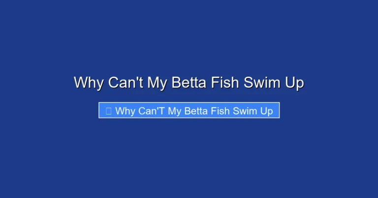 Why Can't My Betta Fish Swim Up