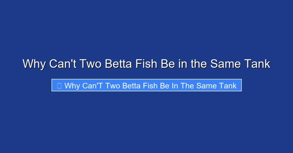 Why Can't Two Betta Fish Be in the Same Tank