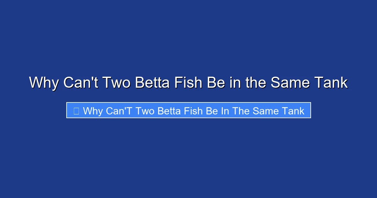 Why Can't Two Betta Fish Be in the Same Tank
