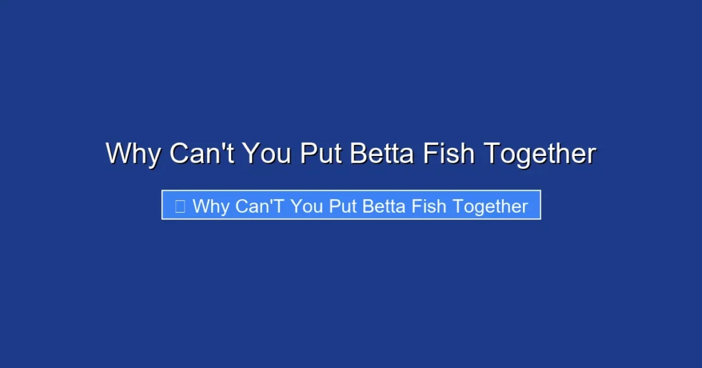 Why Can't You Put Betta Fish Together