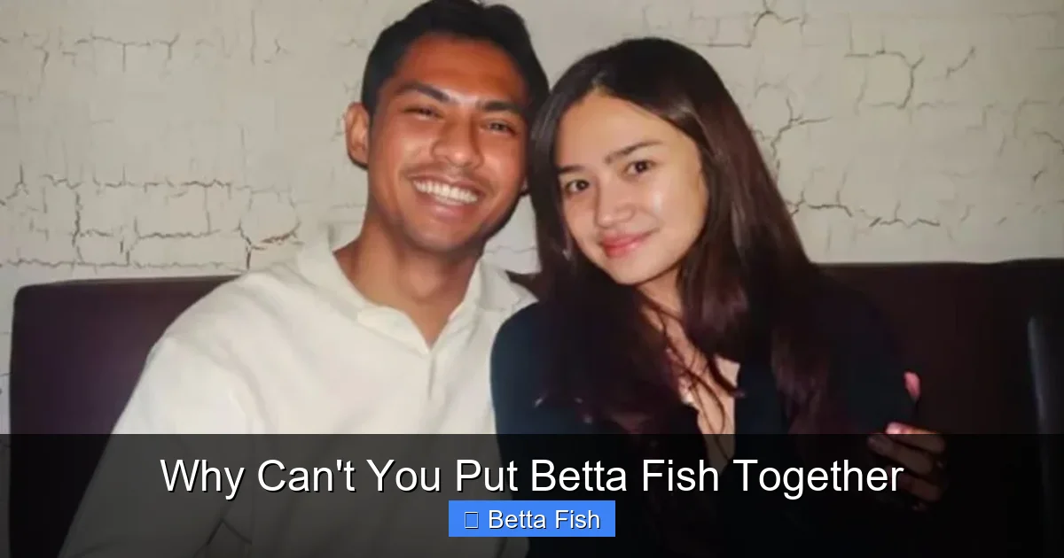 Why Can't You Put Betta Fish Together