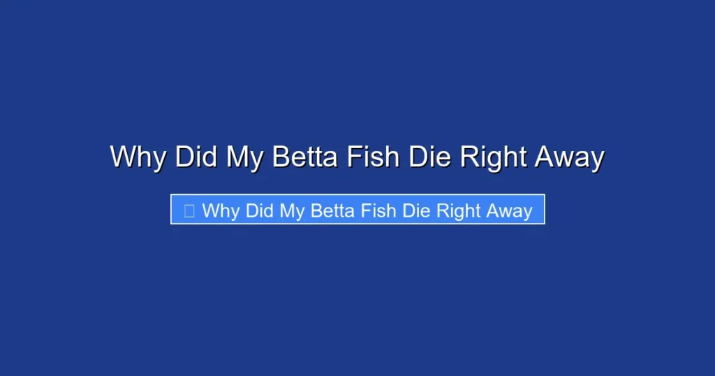 Why Did My Betta Fish Die Right Away