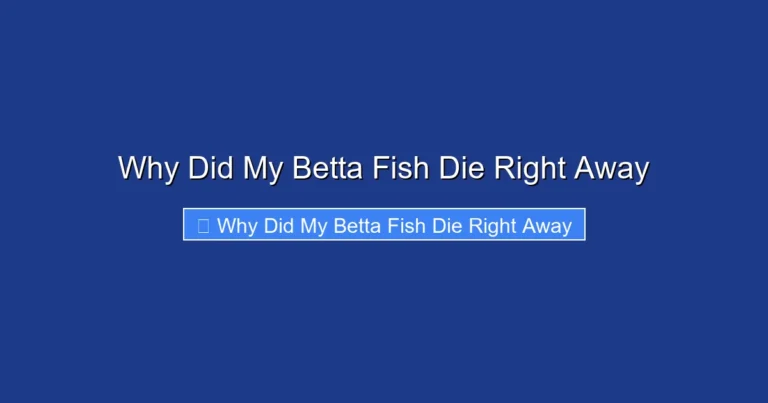 Why Did My Betta Fish Die Right Away