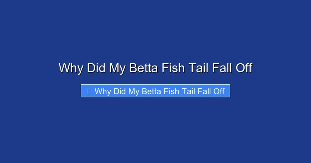 Why Did My Betta Fish Tail Fall Off