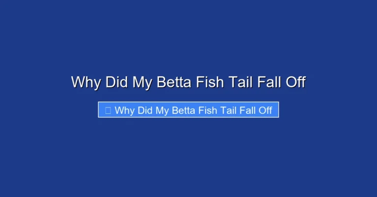 Why Did My Betta Fish Tail Fall Off