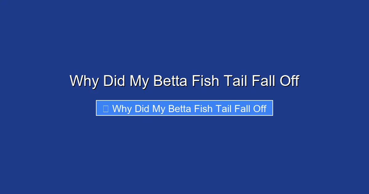 Why Did My Betta Fish Tail Fall Off