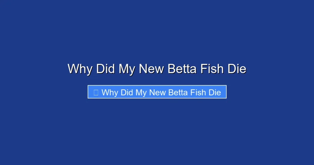 Why Did My New Betta Fish Die