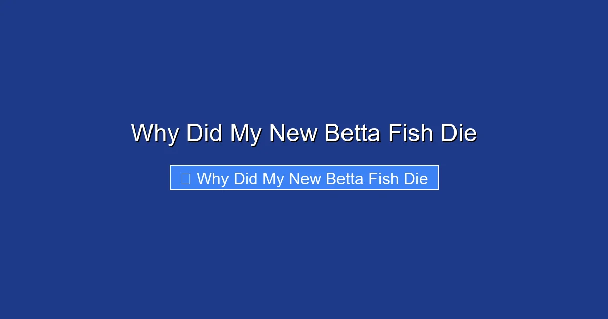 Why Did My New Betta Fish Die