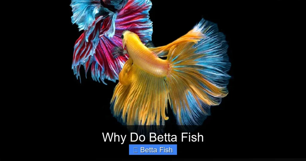 Why Do Betta Fish