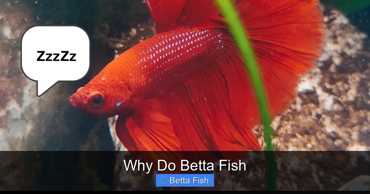 Why Do Betta Fish