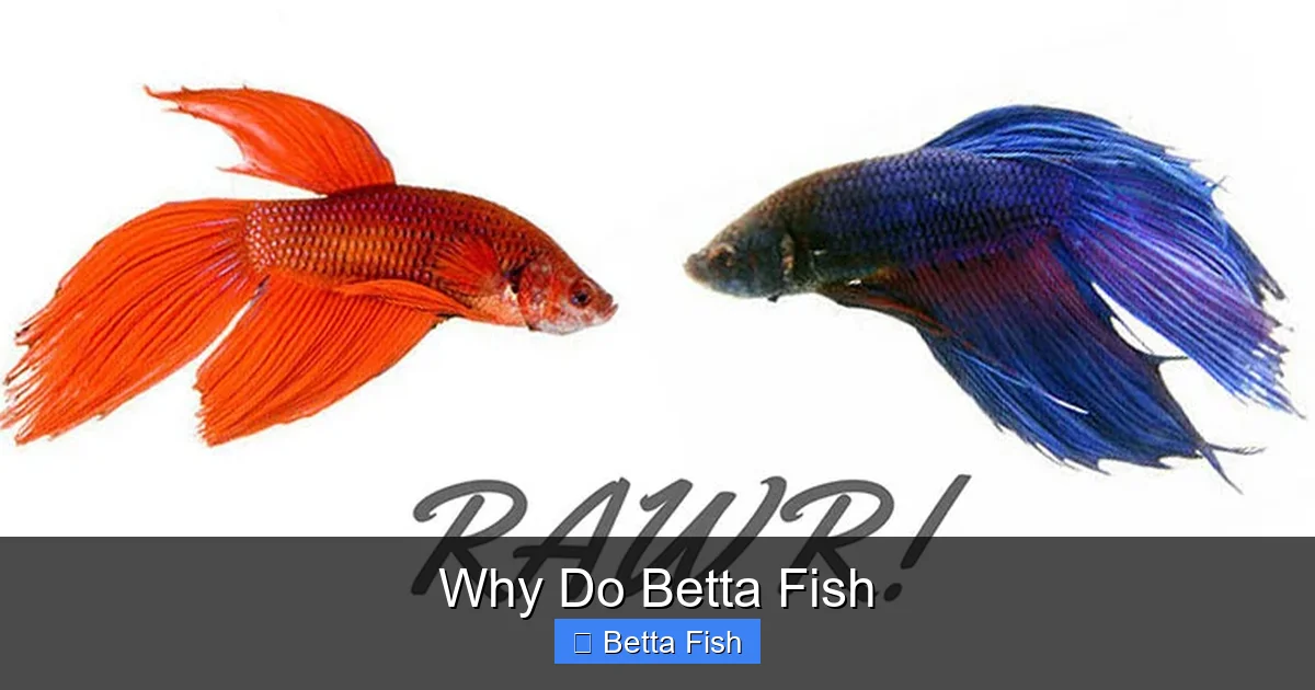 Why Do Betta Fish