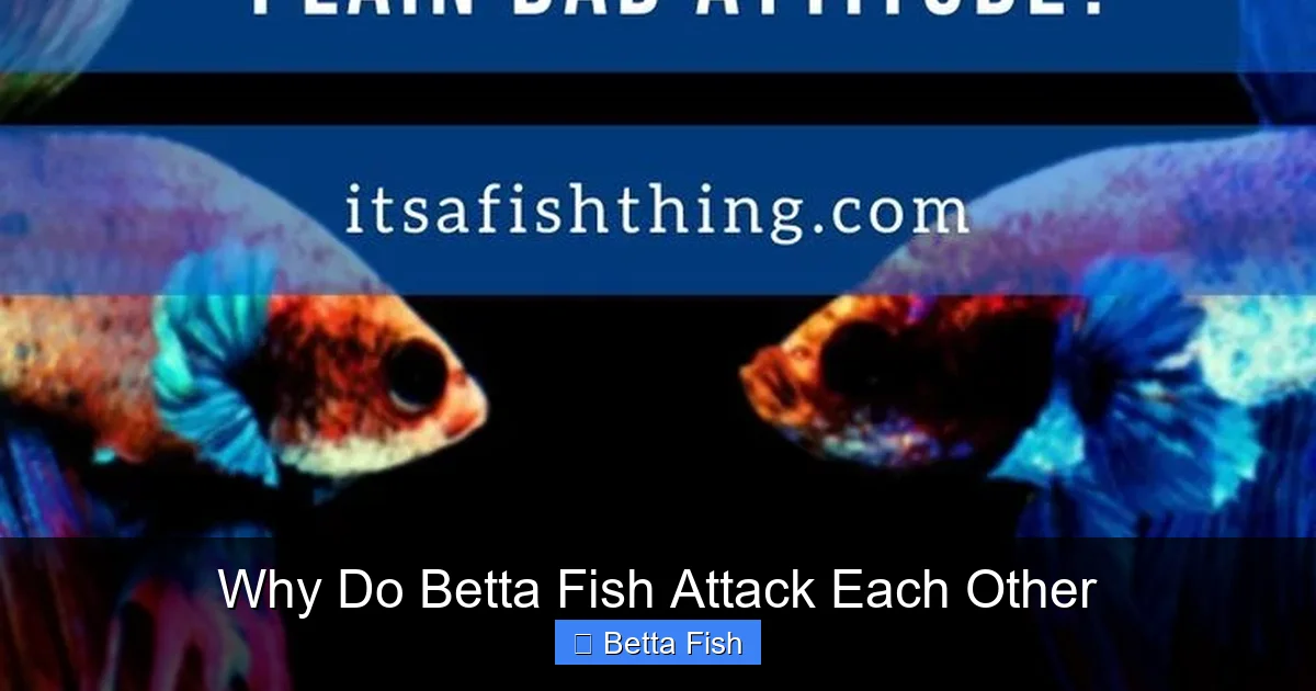 Why Do Betta Fish Attack Each Other